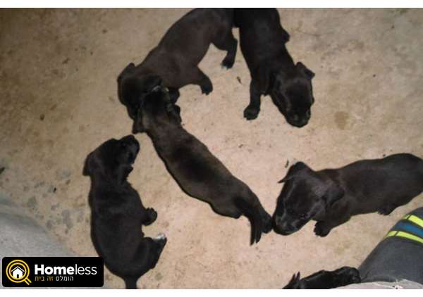 תמונה 2 ,כלבים מעורב   לברדור למכירה במושב תומר