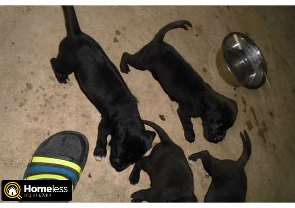 תמונה 3 ,כלבים מעורב   לברדור למכירה במושב תומר