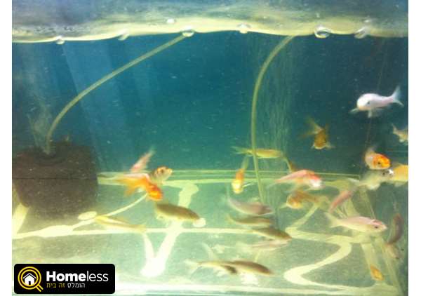 תמונה 1 ,דגים דגי מים קרים   קואים  למכירה בקרית מלאכי