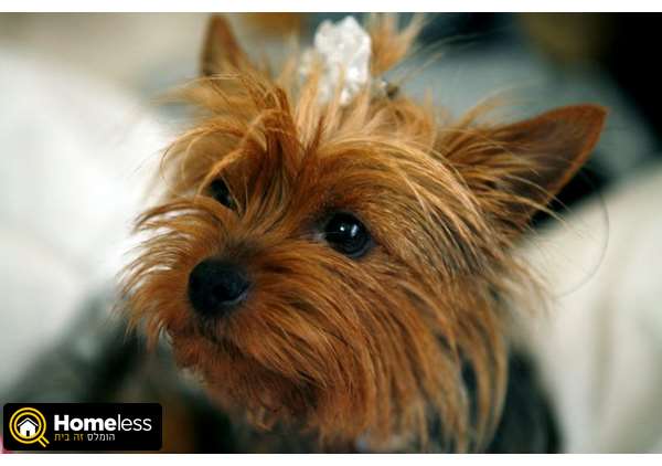 תמונה 3 ,כלבים יורקשייר טרייר   גורים למכירה ברמות מנשה