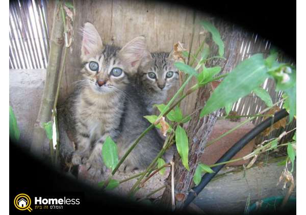 תמונה 2 ,חתולים מעורב   שתי חתולות למסירה באשקלון