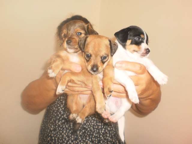 תמונה 2 ,כלבים פינצ`ר ננסי   גורים למכירה בנצרת עילית
