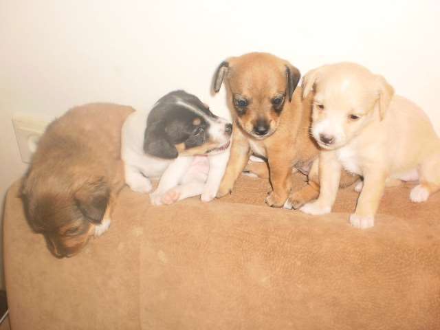 תמונה 3 ,כלבים פינצ`ר ננסי   גורים למכירה בנצרת עילית