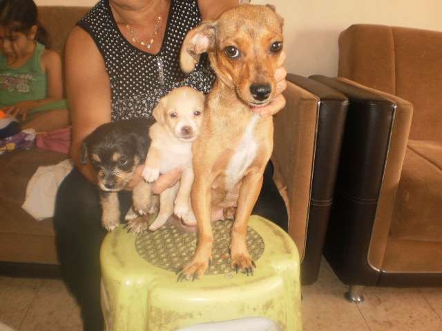 תמונה 4 ,כלבים פינצ`ר ננסי   גורים למכירה בנצרת עילית