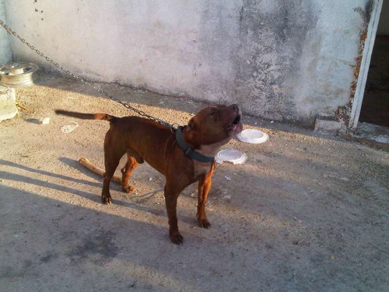 תמונה 1 ,כלבים    ויתו למכירה בכפר קאסם