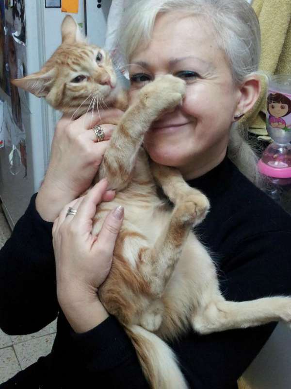 תמונה 1 ,חתולים מעורב   קרלו למסירה בנתניה