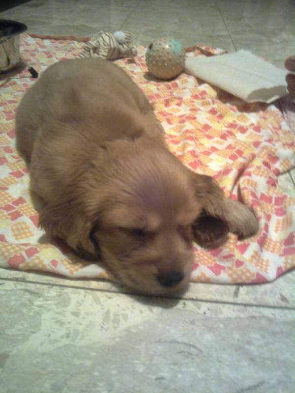 תמונה 1 ,כלבים קוקר ספנייל   נינה למכירה בנתניה