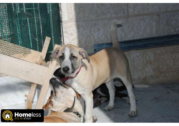 תמונה 3 ,כלבים לברדור רטריבר   אסיה למסירה בירושלים