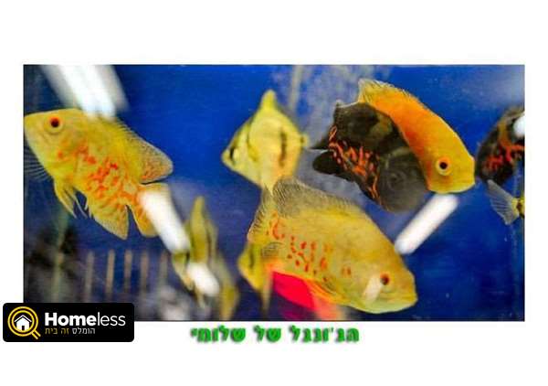 תמונה 2 ,דגים טורפים   אוסקר למכירה באור עקיבא