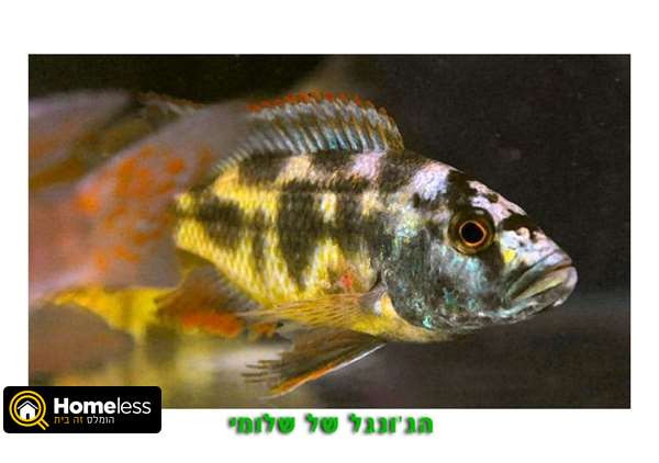 תמונה 3 ,דגים טורפים   אוסקר למכירה באור עקיבא