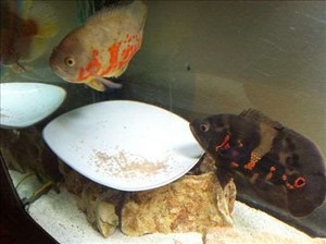 דגים ציקלידים חדרה והסביבה 