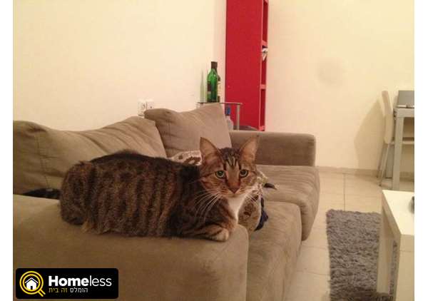 תמונה 1 ,חתולים מעורב   ג'וק למסירה בתל אביב -יפו