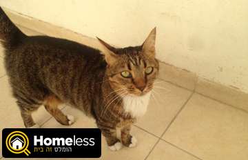תמונה 2 ,חתולים מעורב   ג'וק למסירה בתל אביב -יפו