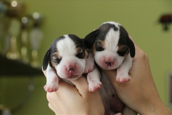 תמונה 1 ,כלבים ביגל   ביגל Pocket Beagle למכירה בכל הארץ