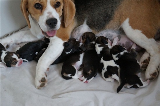 תמונה 2 ,כלבים ביגל   ביגל Pocket Beagle למכירה בכל הארץ