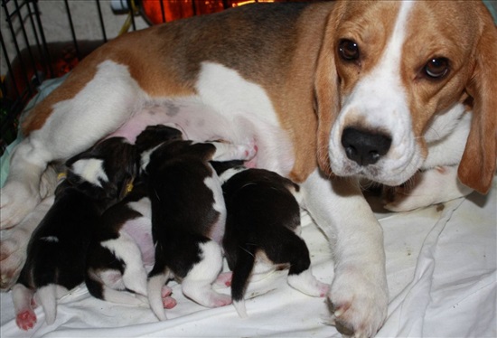 תמונה 3 ,כלבים ביגל   ביגל Pocket Beagle למכירה בכל הארץ