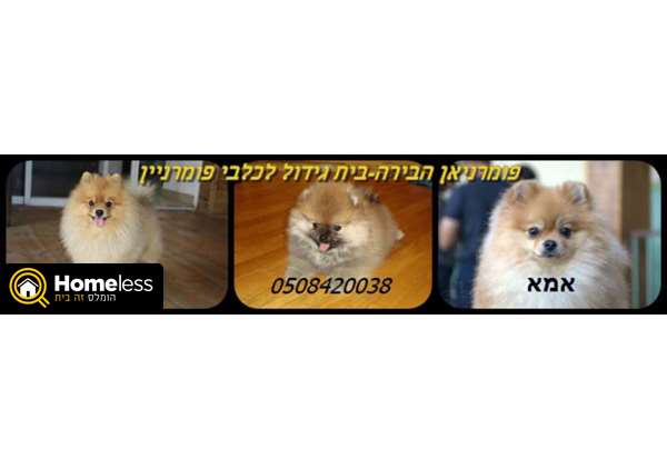 תמונה 1 ,כלבים פומרניאן   גורים למכירה בירושלים