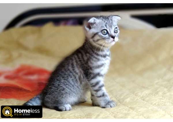 תמונה 1 ,חתולים בריטי קצר שיער   אוליה למכירה בנתניה