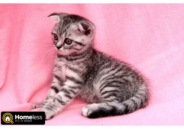 תמונה 2 ,חתולים בריטי קצר שיער   אוליה למכירה בנתניה