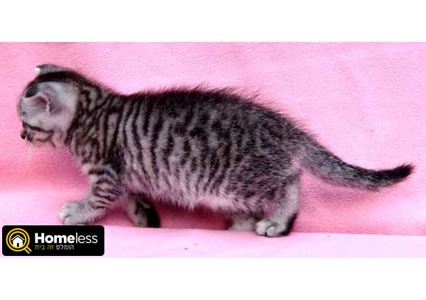תמונה 3 ,חתולים בריטי קצר שיער   אוליה למכירה בנתניה