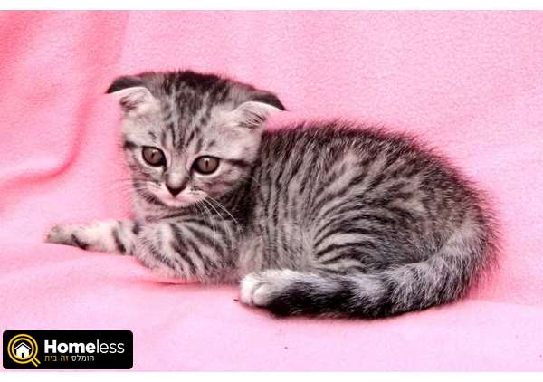 תמונה 4 ,חתולים בריטי קצר שיער   אוליה למכירה בנתניה
