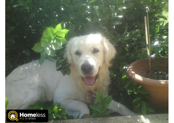 תמונה 1 ,כלבים גולדן רטריבר   מוקי לשידוך בגבעת אבני