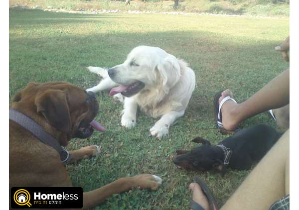 תמונה 2 ,כלבים גולדן רטריבר   מוקי לשידוך בגבעת אבני