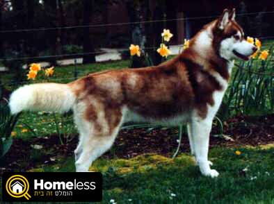 תמונה 4 ,כלבים האסקי סיביר   גורים גזעיים למכירה בבאר שבע
