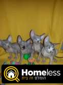 תמונה 1 ,חתולים ספינקס   ספינקס קנדי למכירה בראשון לציון
