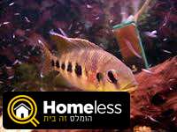 תמונה 1 ,דגים    דגי מושט קטנים 7 ס"מ לברכות  למכירה בתל אביב -יפו