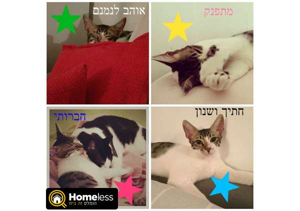 תמונה 1 ,חתולים מעורב   גרייוינד למסירה בתל אביב -יפו