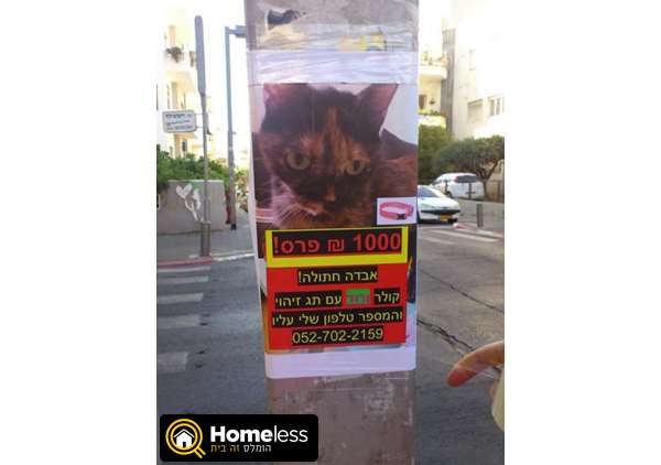 תמונה 2 ,חתולים מעורב   דלילה מצאתי בעל חיים בתל אביב -יפו