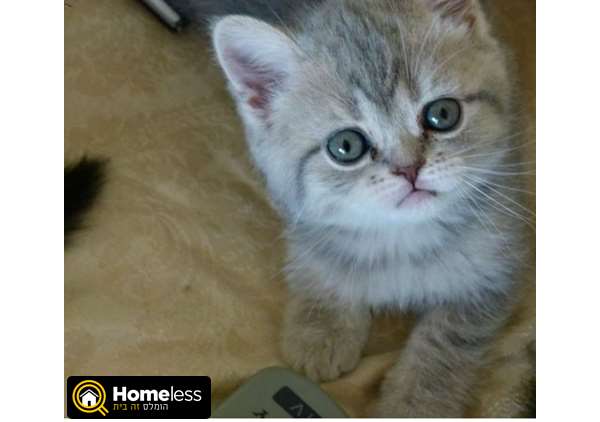 תמונה 1 ,חתולים בריטי קצר שיער   חתולים למכירה בבאר שבע