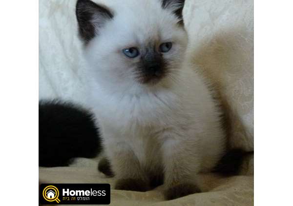 תמונה 2 ,חתולים בריטי קצר שיער   חתולים למכירה בבאר שבע