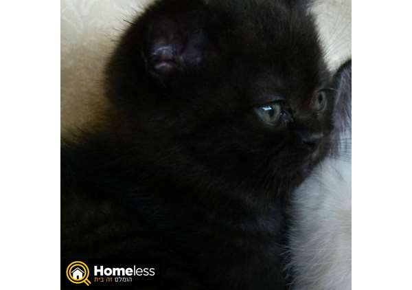 תמונה 3 ,חתולים בריטי קצר שיער   חתולים למכירה בבאר שבע