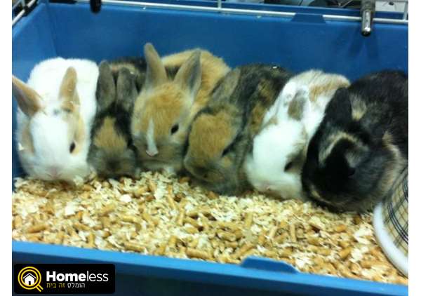 תמונה 1 ,מכרסמים ארנבות   ארנב ננסי הולנדי למכירה בראשון לציון