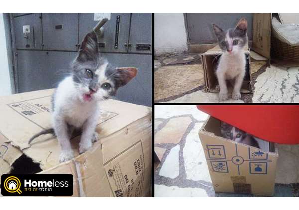 תמונה 1 ,חתולים מעורב   משי למסירה בתל אביב -יפו