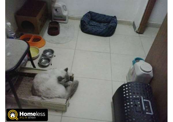 תמונה 1 ,חתולים כללי   פנסיון ביתי דוגסיטינג ב