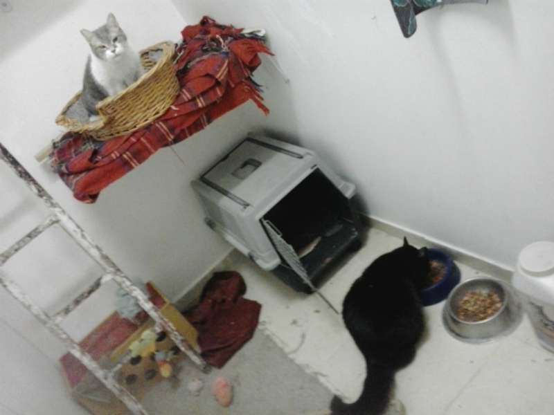 תמונה 1 ,חתולים כללי   פנסיון ביתי לחתולים דוגסיטינג ב