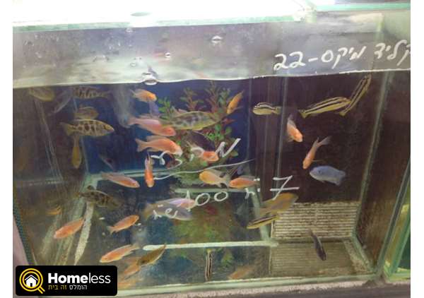 תמונה 1 ,דגים ציקלידים   דגים למכירה בראשון לציון