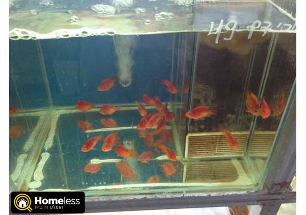 תמונה 3 ,דגים ציקלידים   דגים למכירה בראשון לציון
