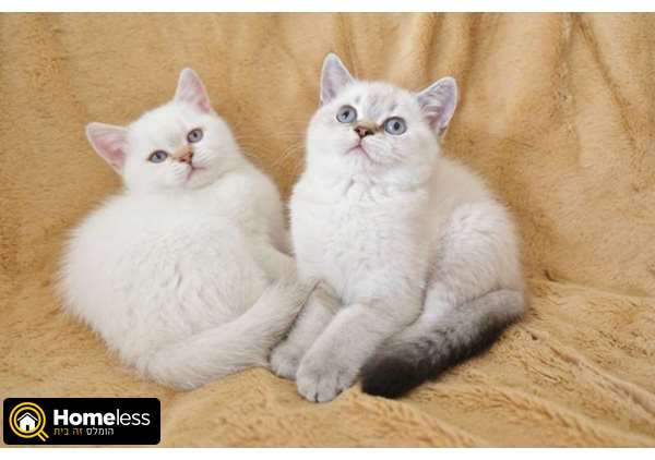 תמונה 1 ,חתולים בריטי קצר שיער   יאנה למכירה בפתח תקווה