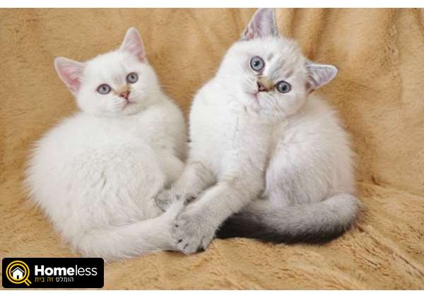 תמונה 2 ,חתולים בריטי קצר שיער   יאנה למכירה בפתח תקווה