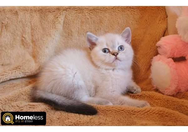 תמונה 3 ,חתולים בריטי קצר שיער   יאנה למכירה בפתח תקווה
