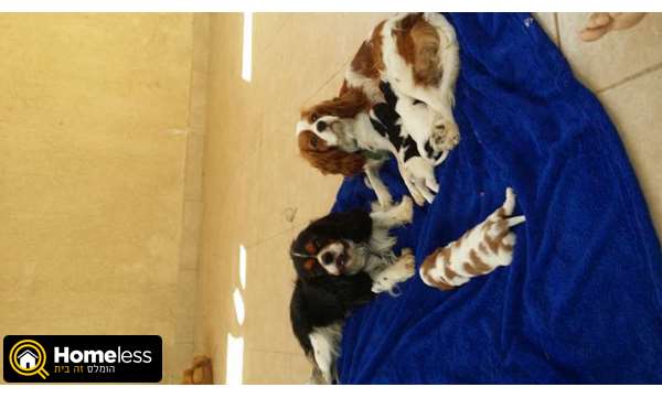 תמונה 1 ,כלבים קבליר קינג צארלס ספנייל   קבליר למכירה במושב חצב 
