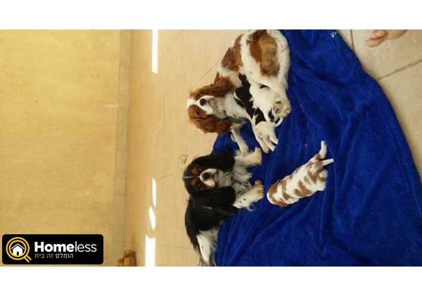 תמונה 2 ,כלבים קבליר קינג צארלס ספנייל   קבליר למכירה במושב חצב 