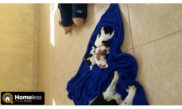 תמונה 3 ,כלבים קבליר קינג צארלס ספנייל   קבליר למכירה במושב חצב 