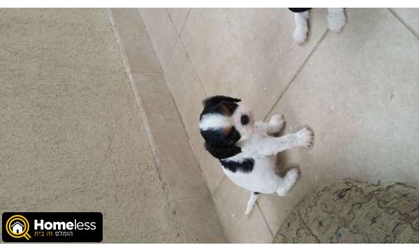 תמונה 4 ,כלבים קבליר קינג צארלס ספנייל   קבליר למכירה במושב חצב 