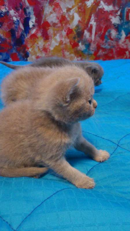תמונה 2 ,חתולים בריטי קצר שיער   גורי חתולים למכירה בנתניה