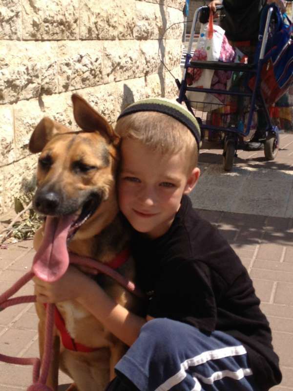 תמונה 2 ,כלבים אחר   Dog Sitter Jerusalem דוגסיטינג בירושלים